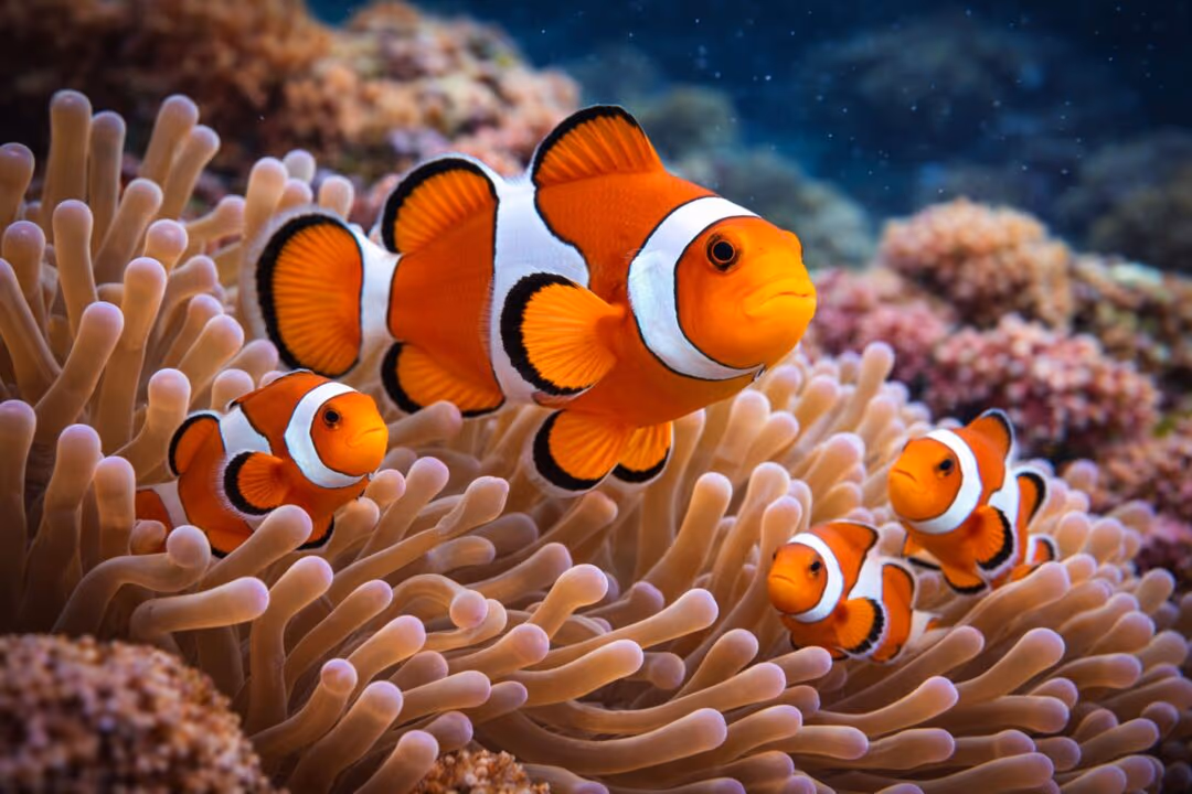 Existe um peixe que troca de sexo ao longo da vida e isso desafia o que muita gente imagina