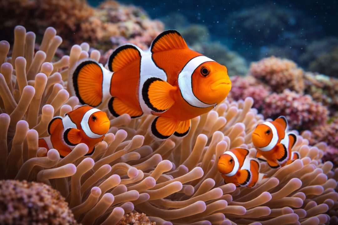 Existe um peixe que troca de sexo ao longo da vida e isso desafia o que muita gente imagina