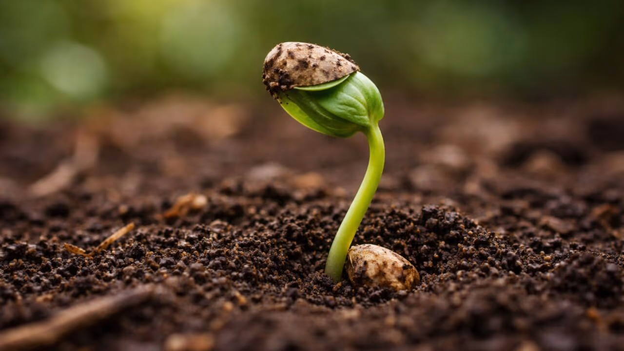 O animal que planta para comer depois e chama atenção pelo comportamento incomum