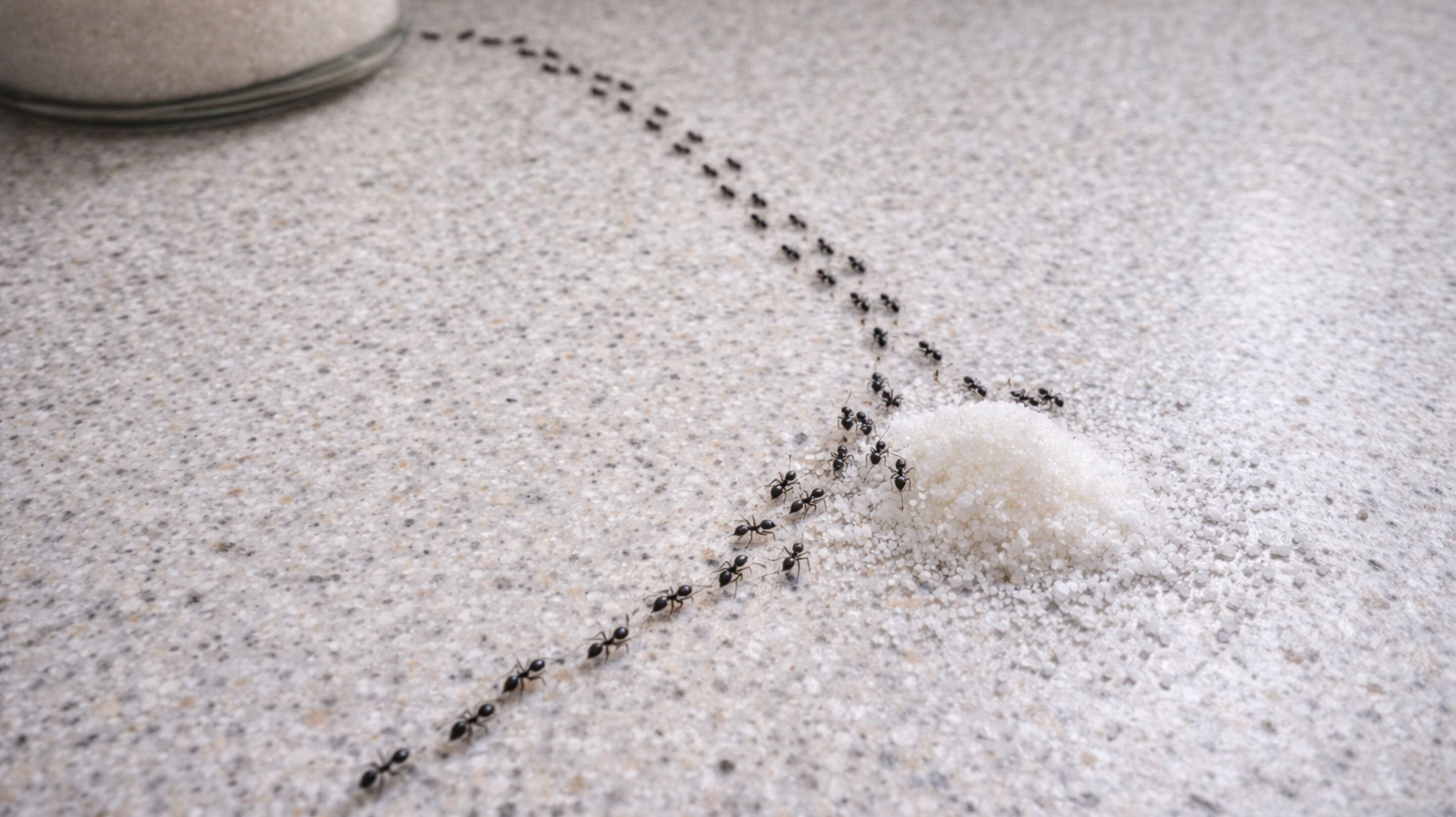 Por que sua casa vive com formigas e o que fazer para acabar com isso de uma vez