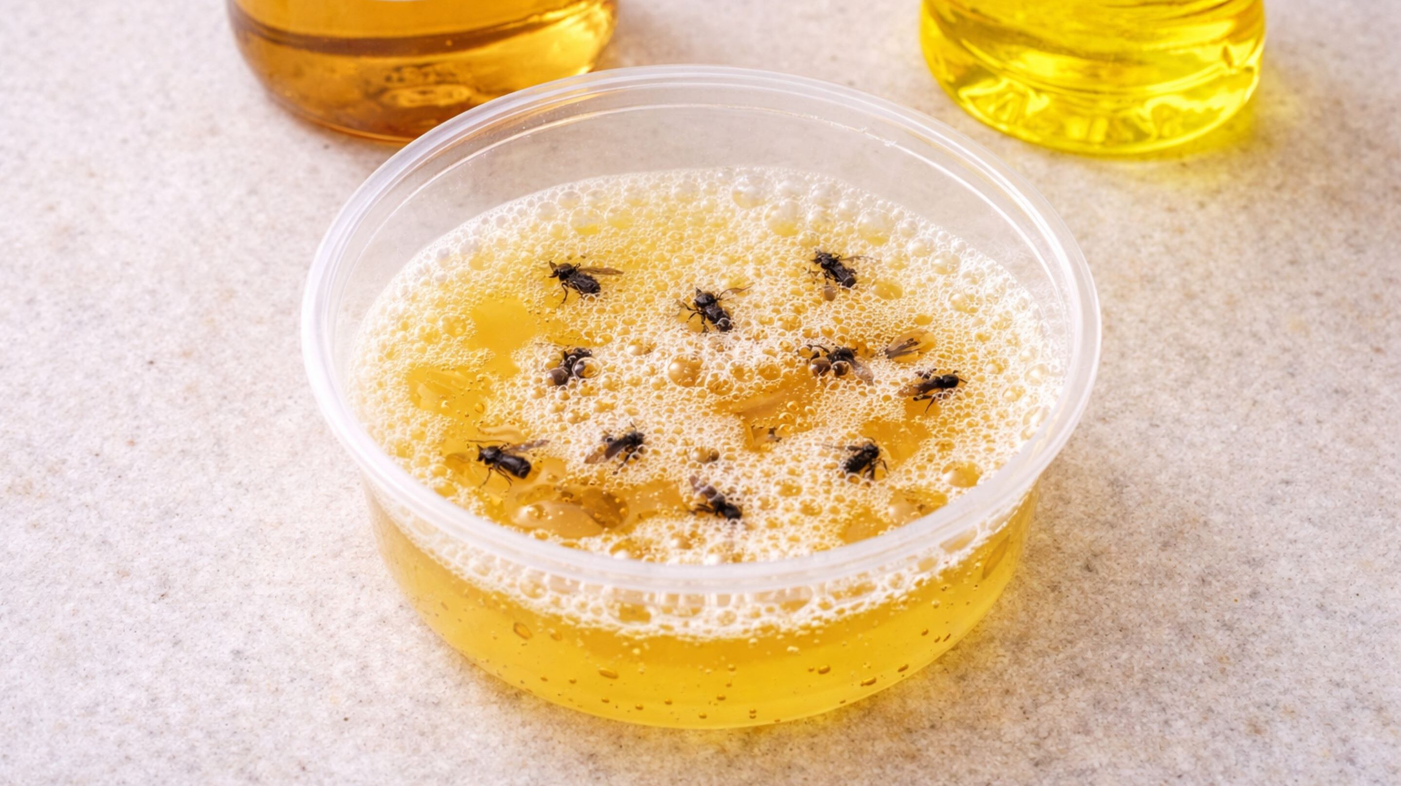 Como eliminar moscas dentro de casa usando uma solução simples que funciona rápido