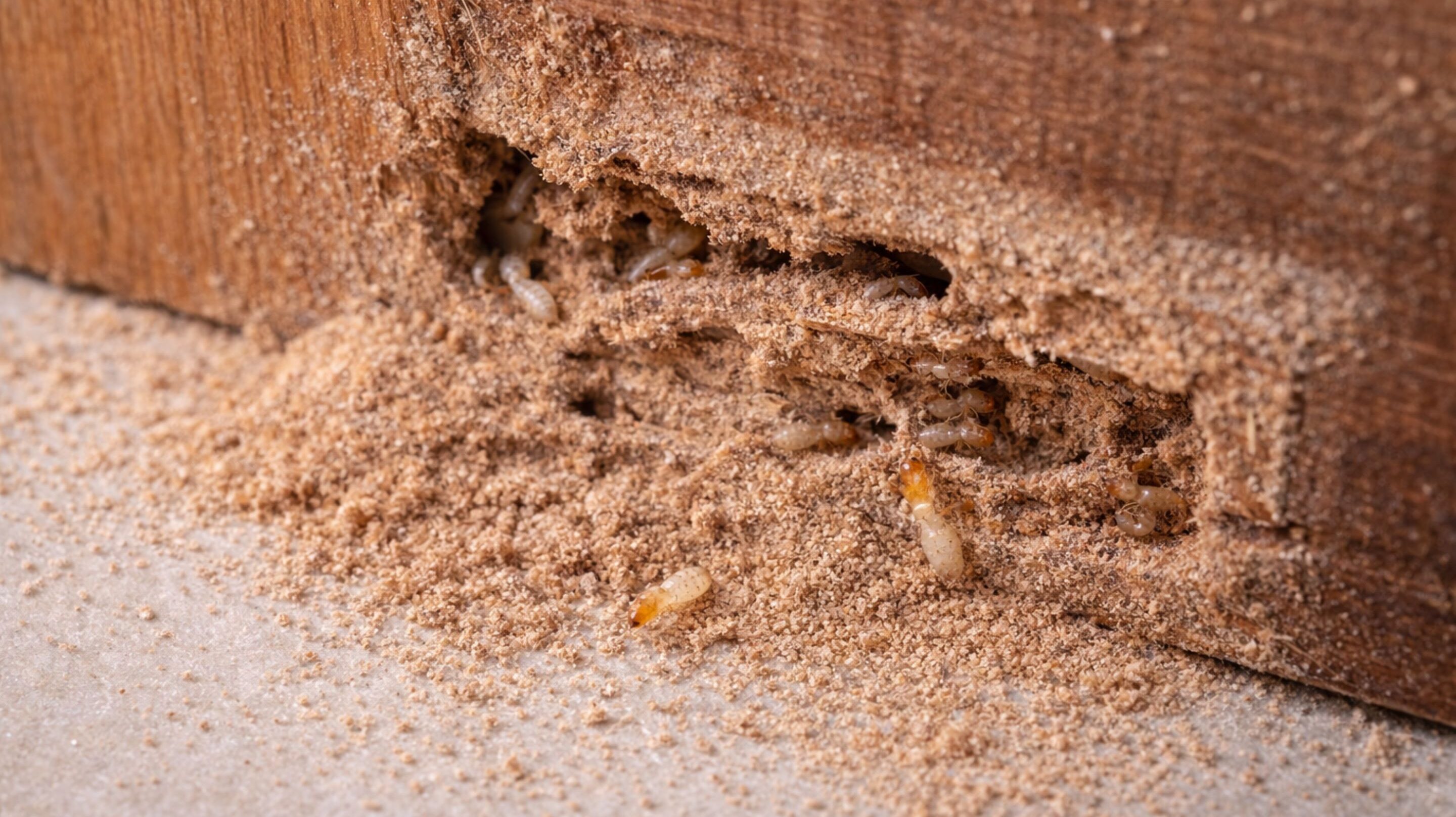 Como evitar infestação de cupins antes que eles destruam móveis e estruturas da sua casa