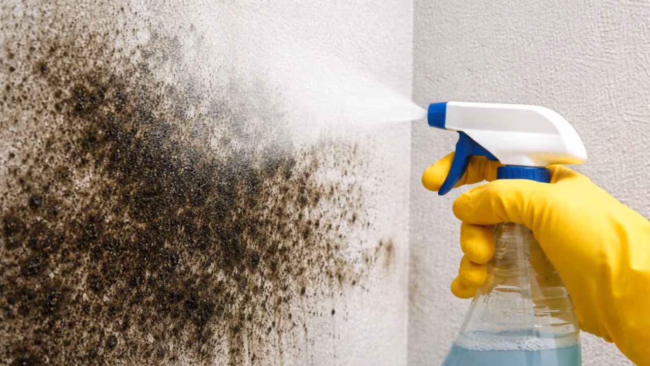 Como tirar mofo da parede usando apenas 2 ingredientes e eliminar o problema de vez