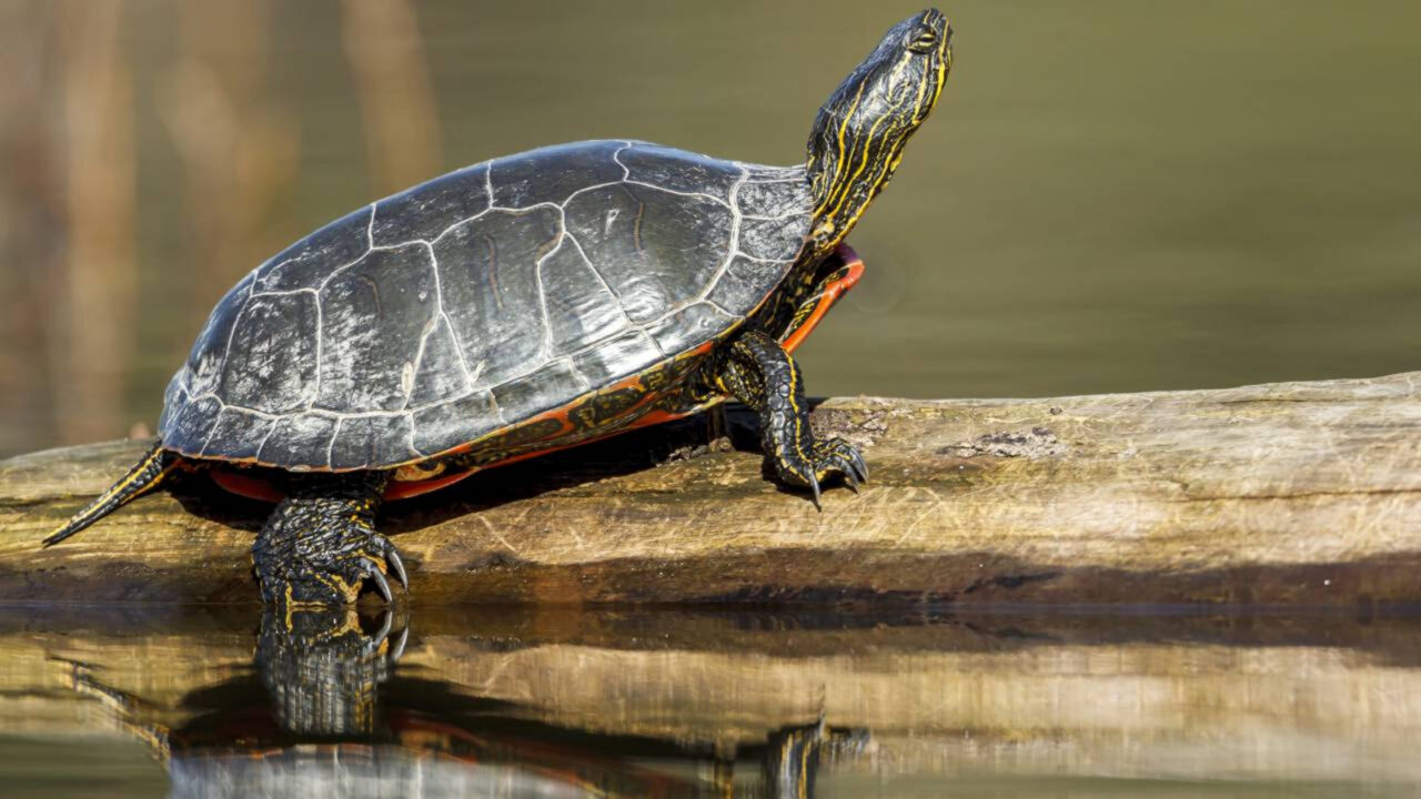 O animal que vive sem oxigênio por horas está intrigando cientistas e pode mudar o que sabemos sobre a vida