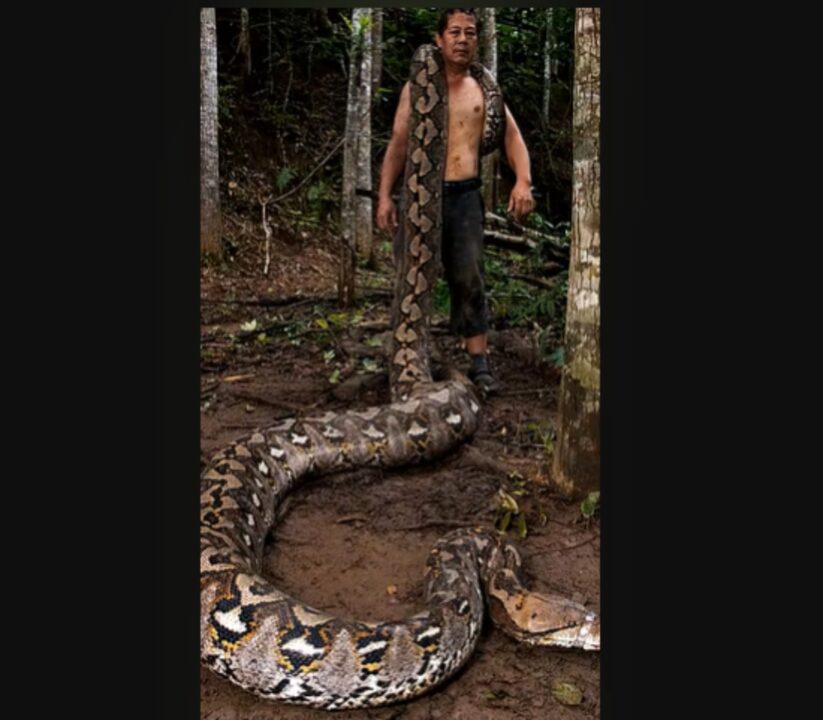 Cobra gigante de mais de 7 metros entra para o Guinness e impressiona cientistas