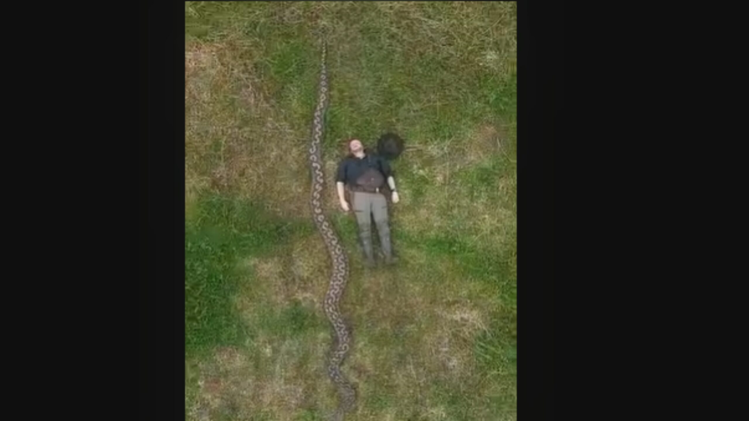 Cobra gigante de mais de 7 metros entra para o Guinness e impressiona cientistas