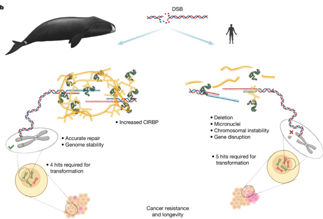 O CIRBP aumenta a expectativa de vida e melhora a resistência aos danos ao DNA - Nature (2025). DOI: 10.1038/s41586-025-09694-5