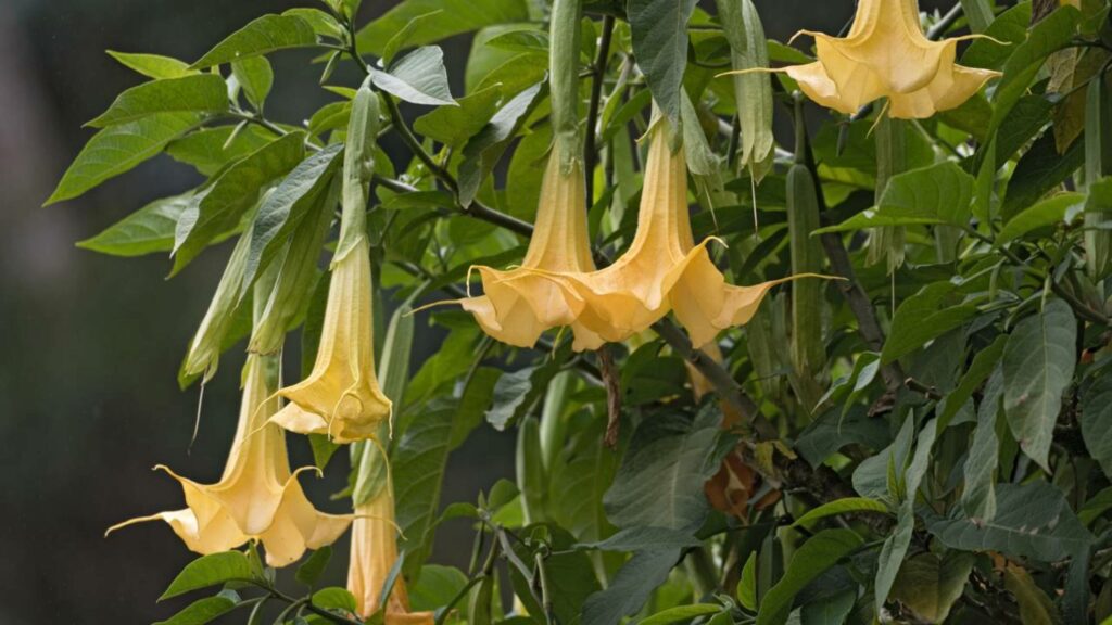 Brugmansia suaveolens