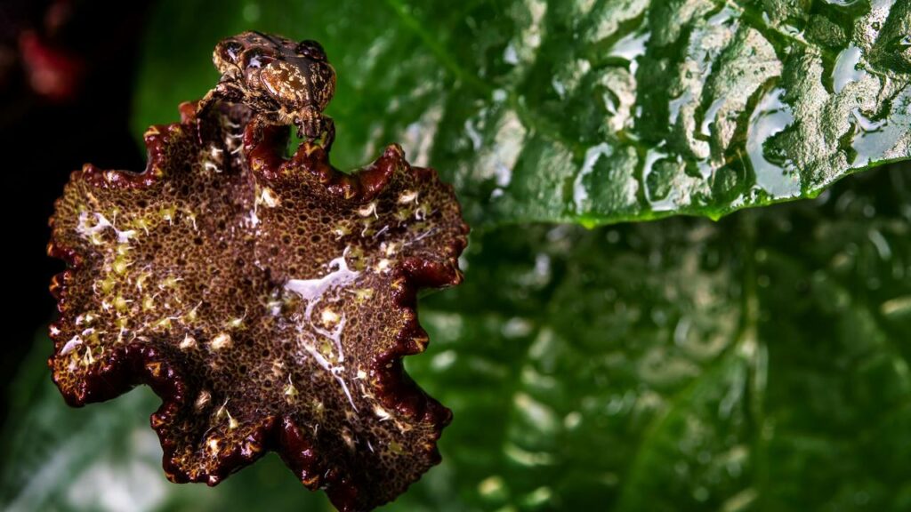 5 Plantas exóticas brasileiras que impressionam pela beleza e raridade