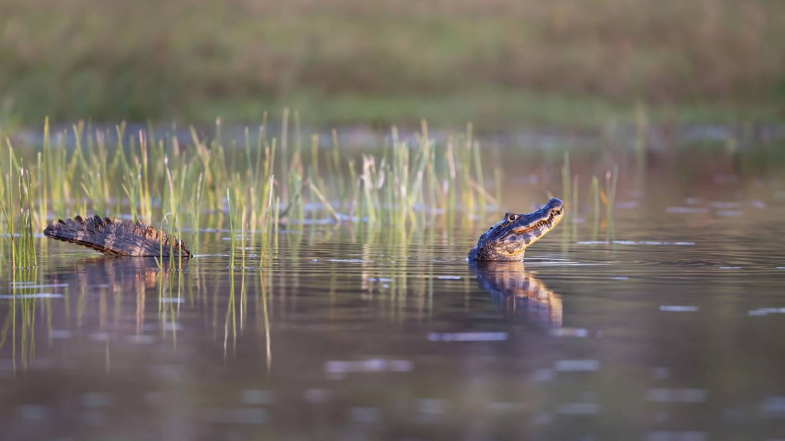 Drone é atacado por jacaré em vídeo viral e revela comportamento surpreendente do animal