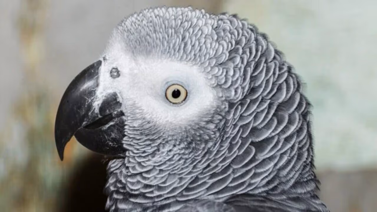 Einstein, o famoso papagaio africano que falava mais de 200 palavras, morre aos 38 anos