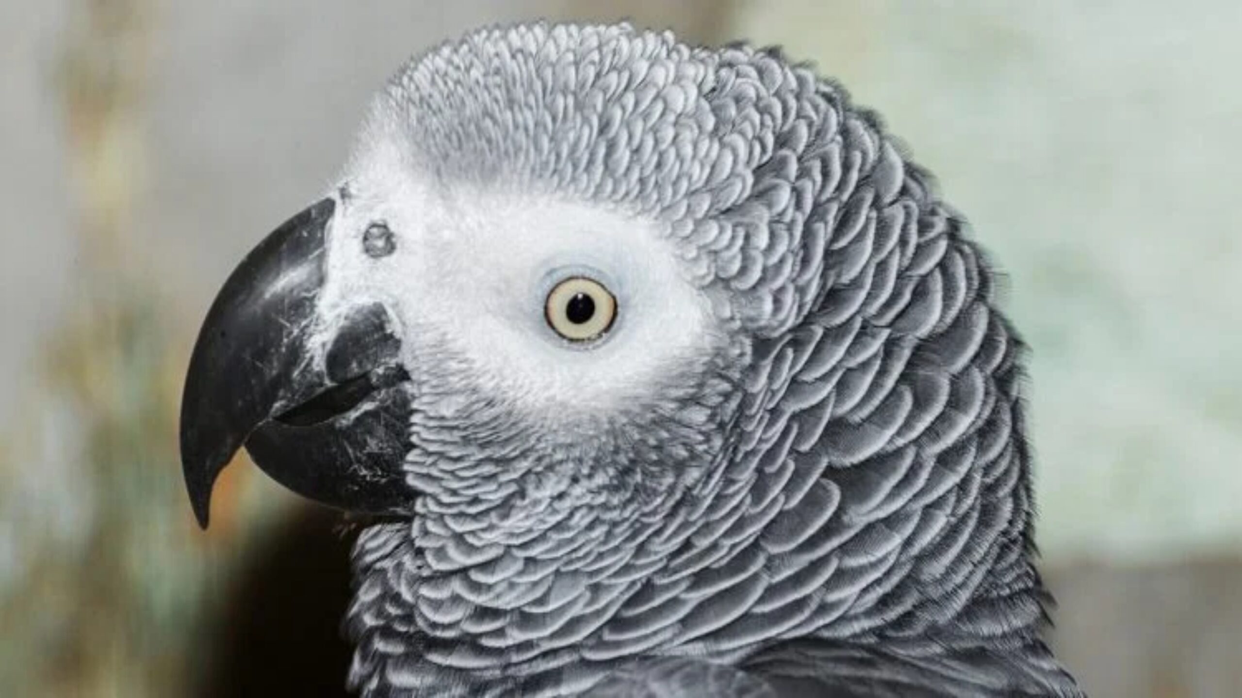 Einstein, o famoso papagaio africano que falava mais de 200 palavras, morre aos 38 anos