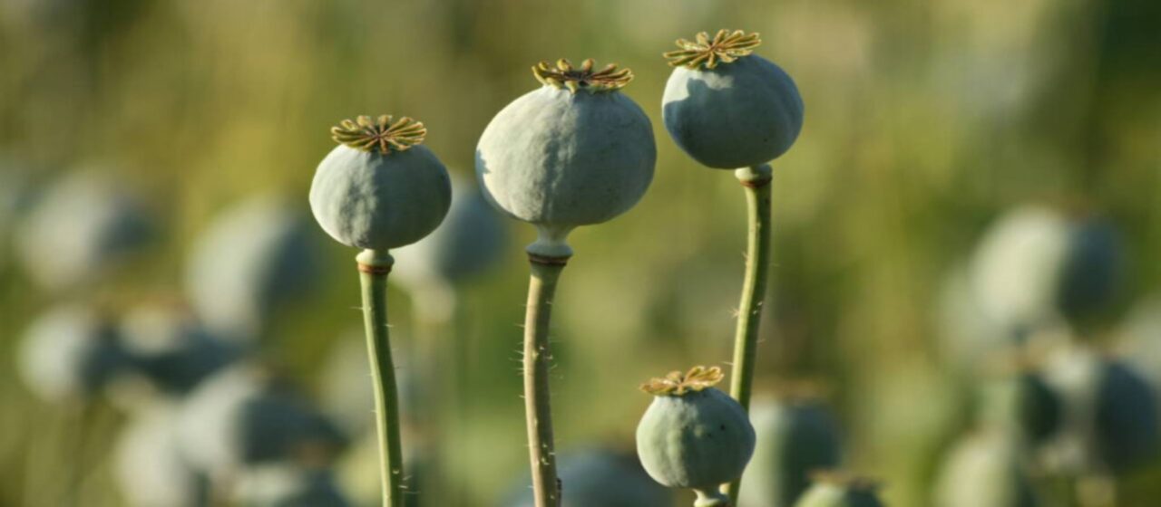 Existem plantas proibidas no Brasil que muita gente nem imagina que não podem ter no quintal