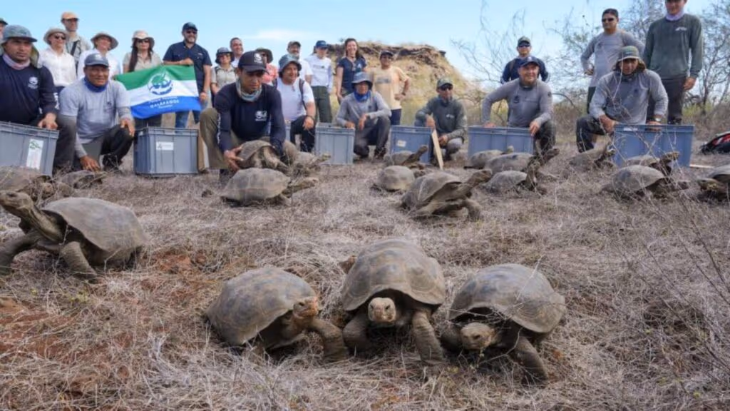 Extintas há mais de 150 anos, 158 tartarugas gigantes voltam a Floreana no maior marco da restauração ecológica nas Ilhas Galápagos