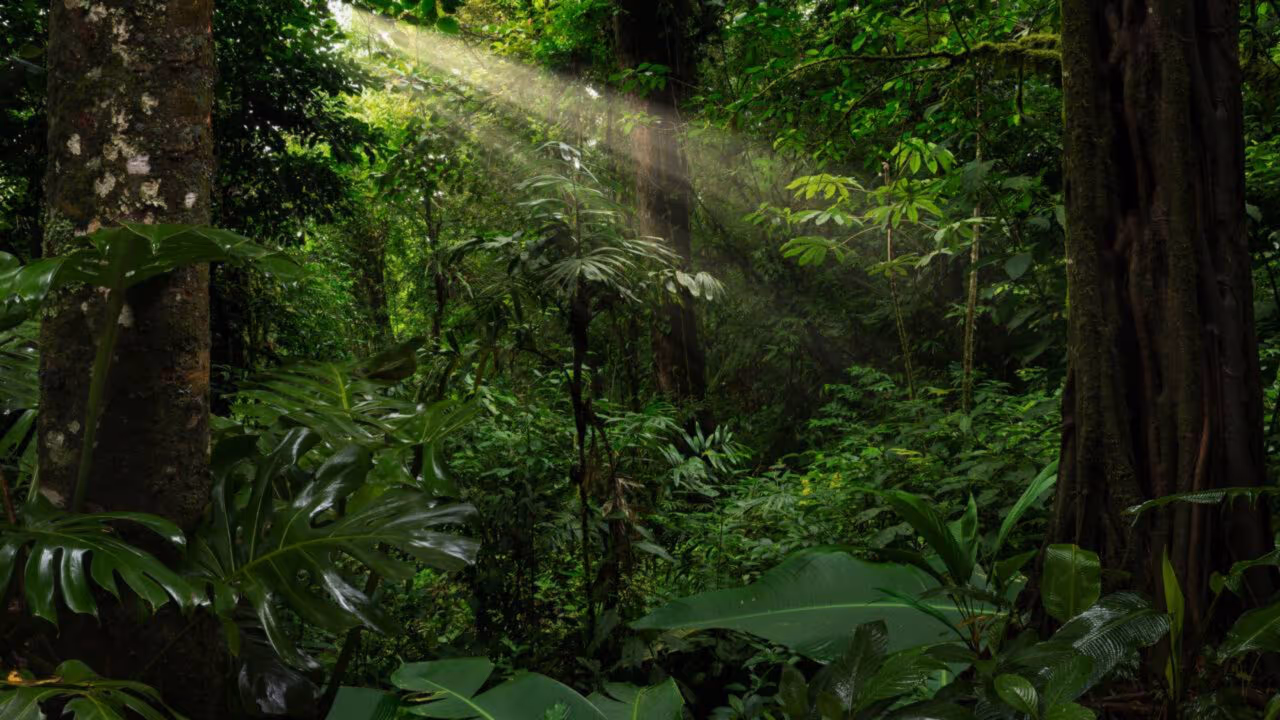 A floresta que cresce em solo pobre continua intrigando pesquisadores pela forma como se mantém viva