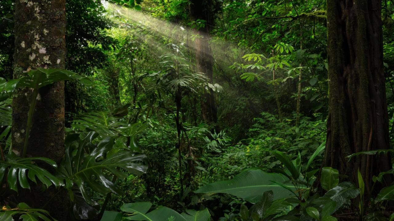 A floresta que cresce em solo pobre continua intrigando pesquisadores pela forma como se mantém viva