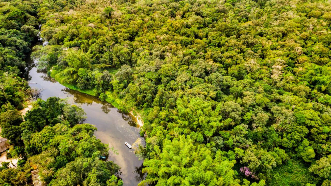 A floresta que cresce em solo pobre continua intrigando pesquisadores pela forma como se mantém viva