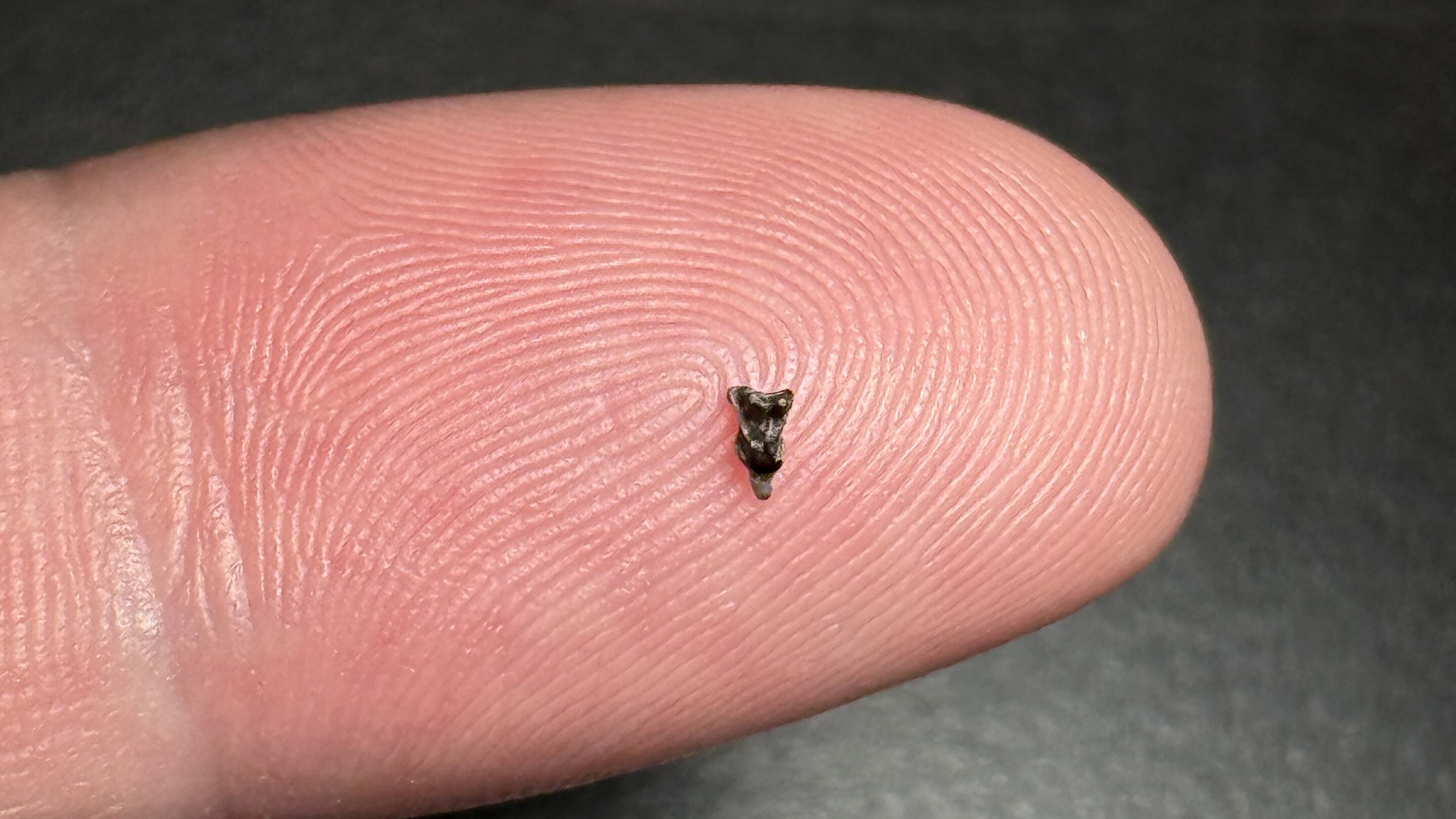 O minúsculo fóssil que pode mudar o mapa da origem dos primatas