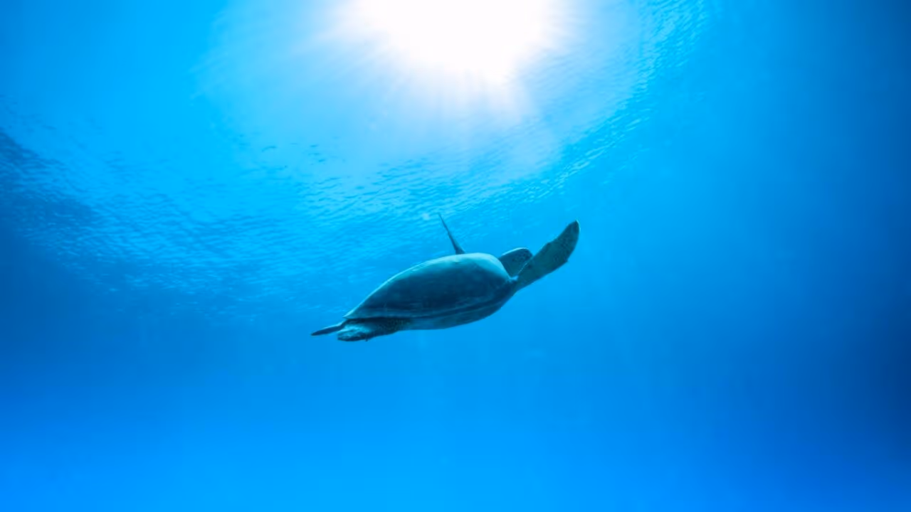 Fotografo faz registro raríssimo de dois bijupirás e uma tartaruga-de-couro nadando juntos em Arraial do Cabo