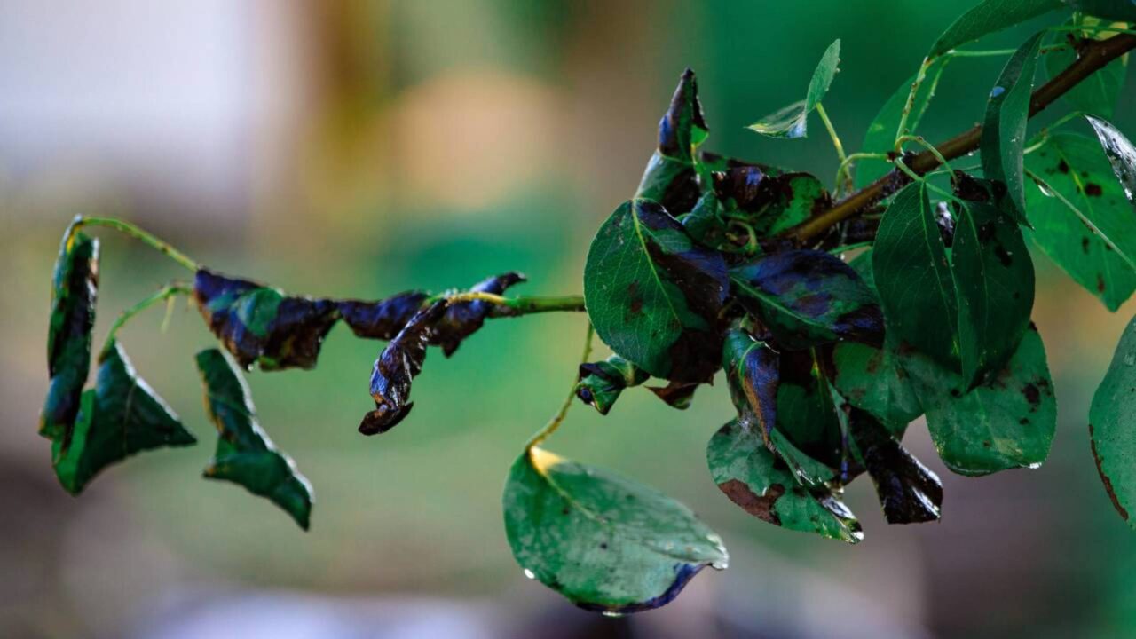 Planta que produz ouro pode ser cultivada em casa