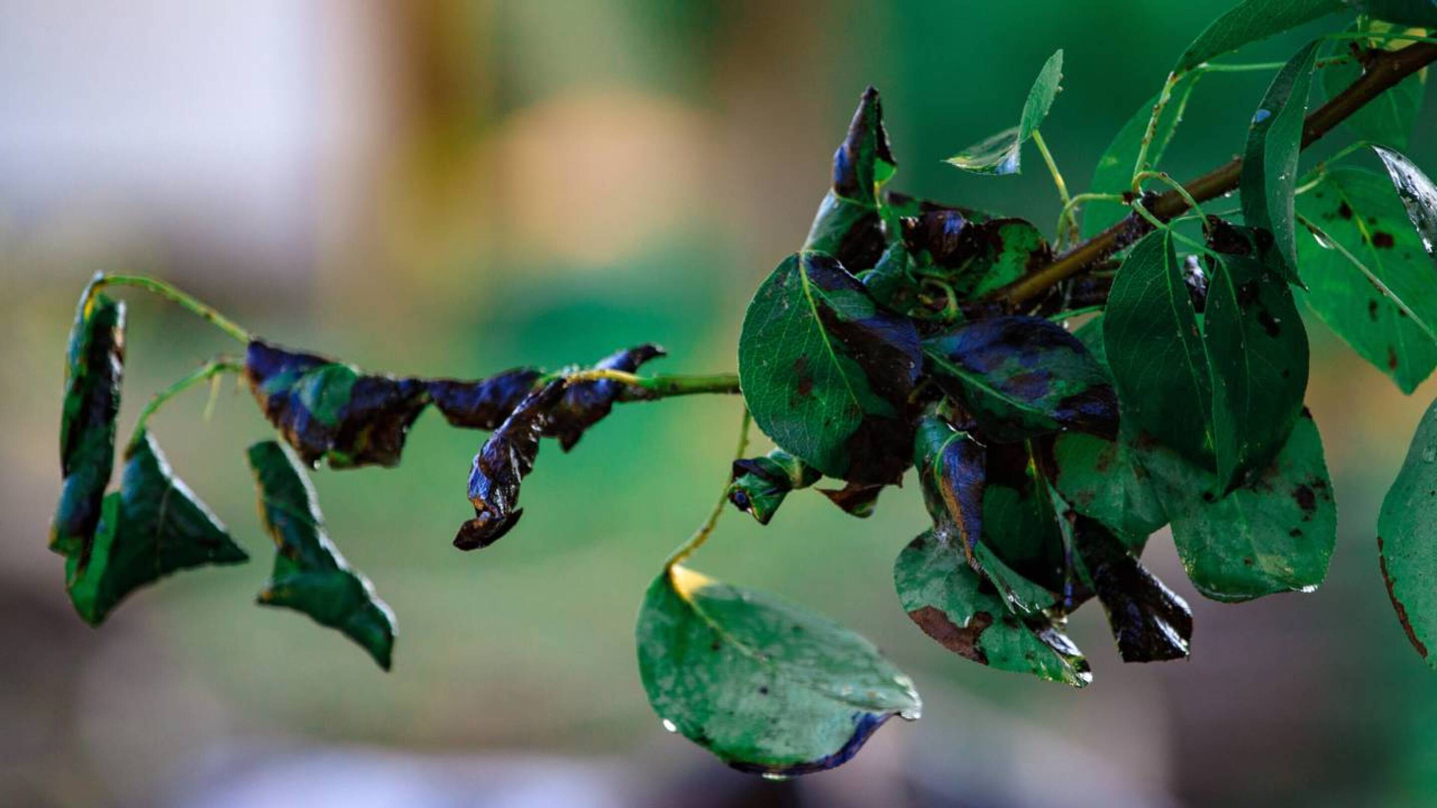 Planta que produz ouro pode ser cultivada em casa