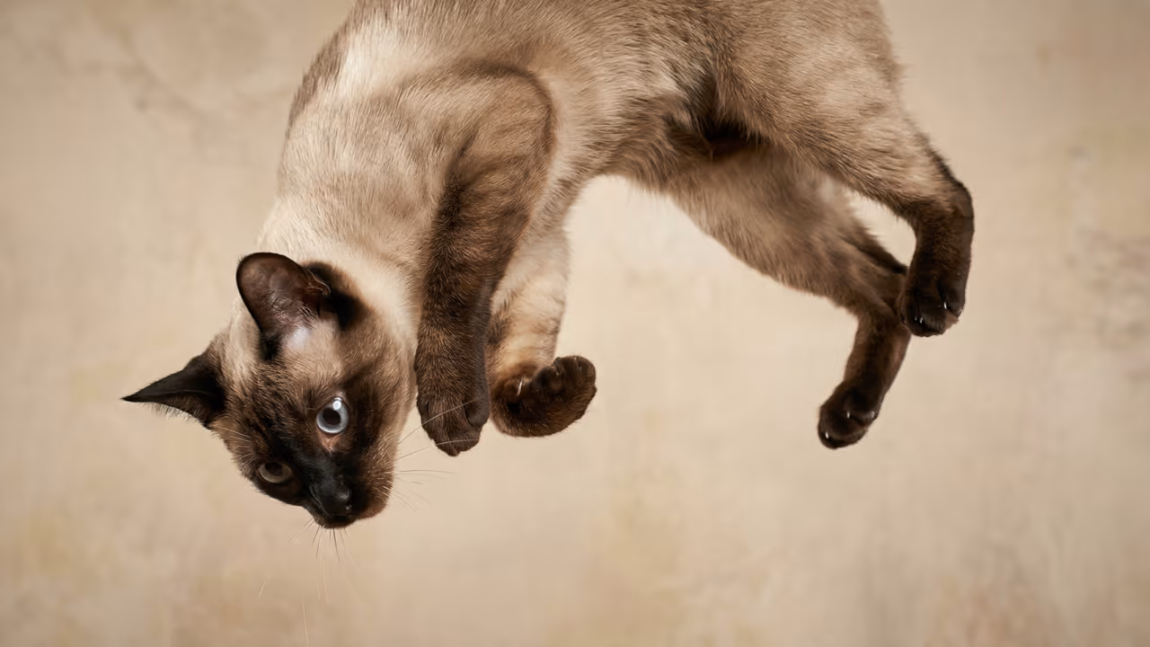 O que faz os gatos caírem em pé com tanta frequência e por que isso não evita machucados