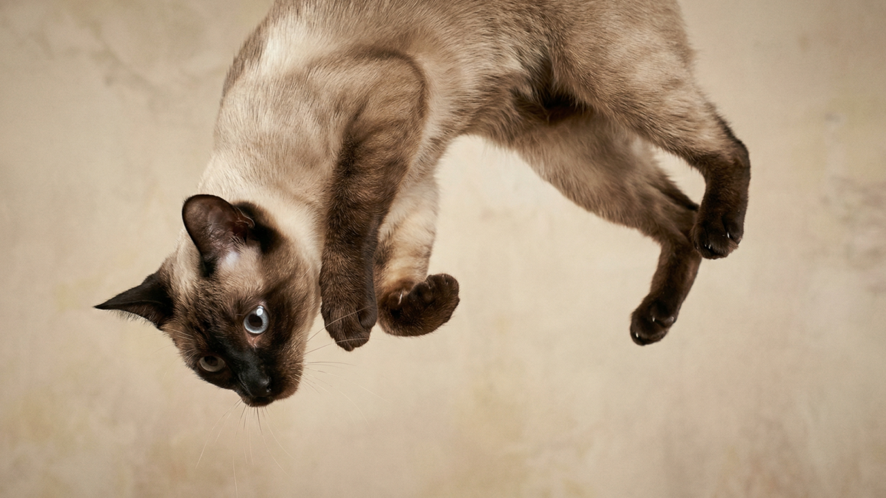 O que faz os gatos caírem em pé com tanta frequência e por que isso não evita machucados