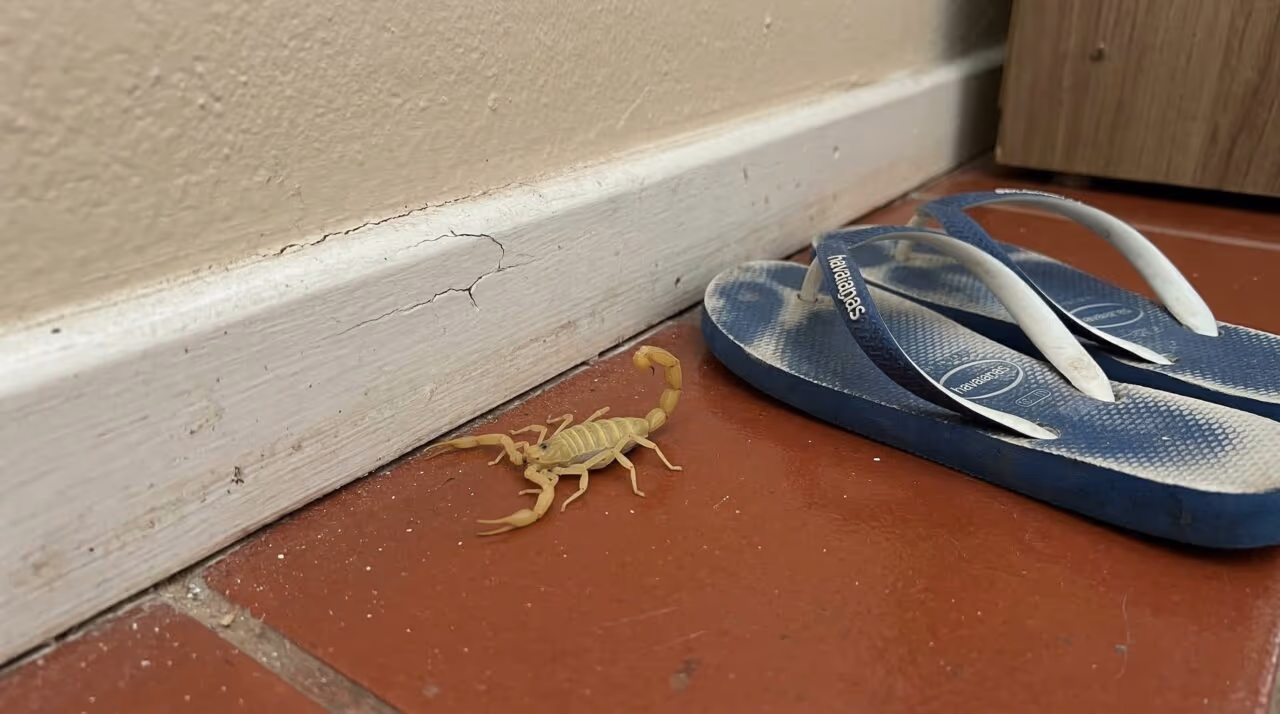 Sinais dentro de casa podem indicar presença de escorpiões-amarelo
