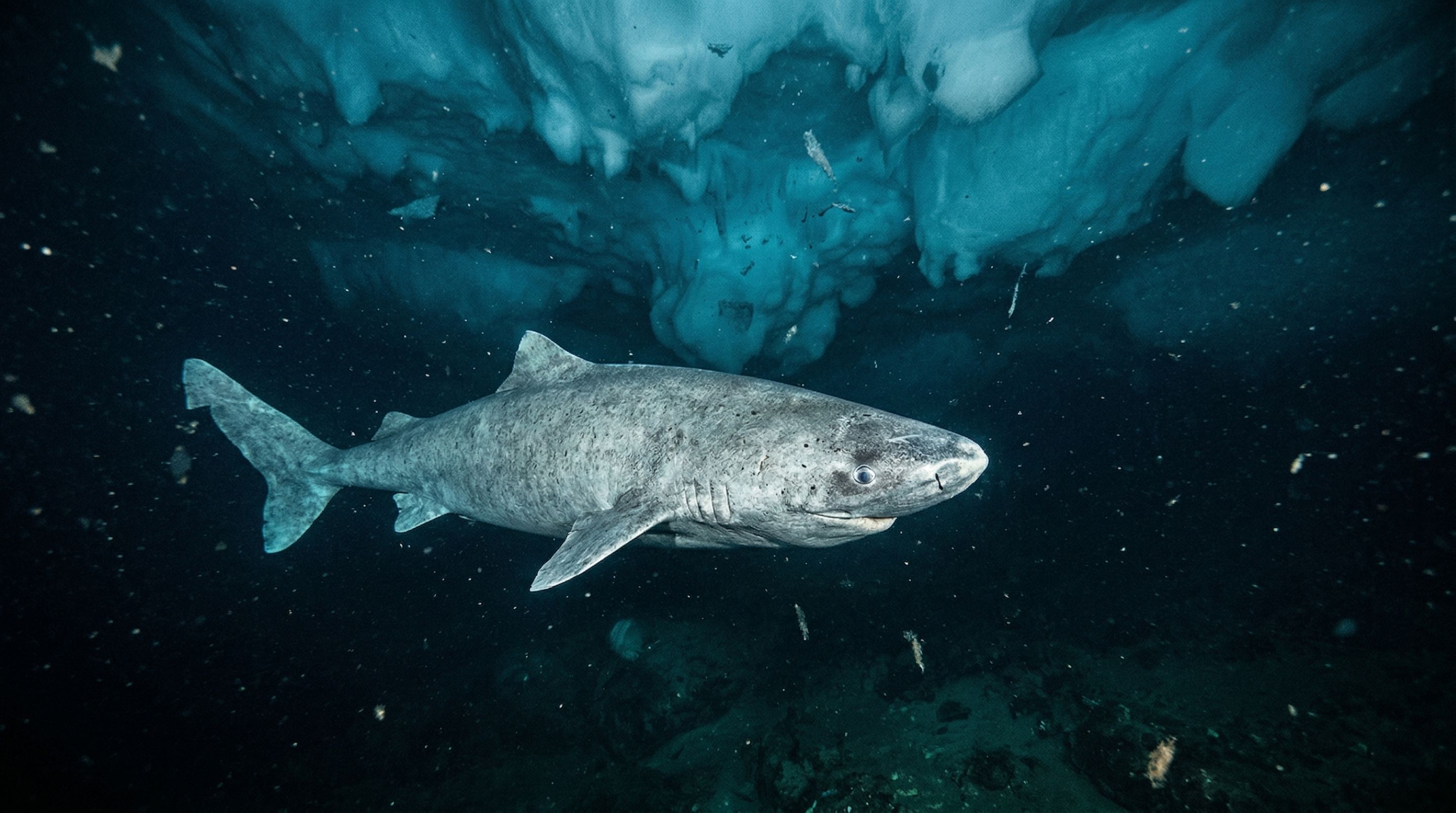 Cientistas flagram pela primeira vez na história tubarão nadando nas profundezas congelantes da Antártida