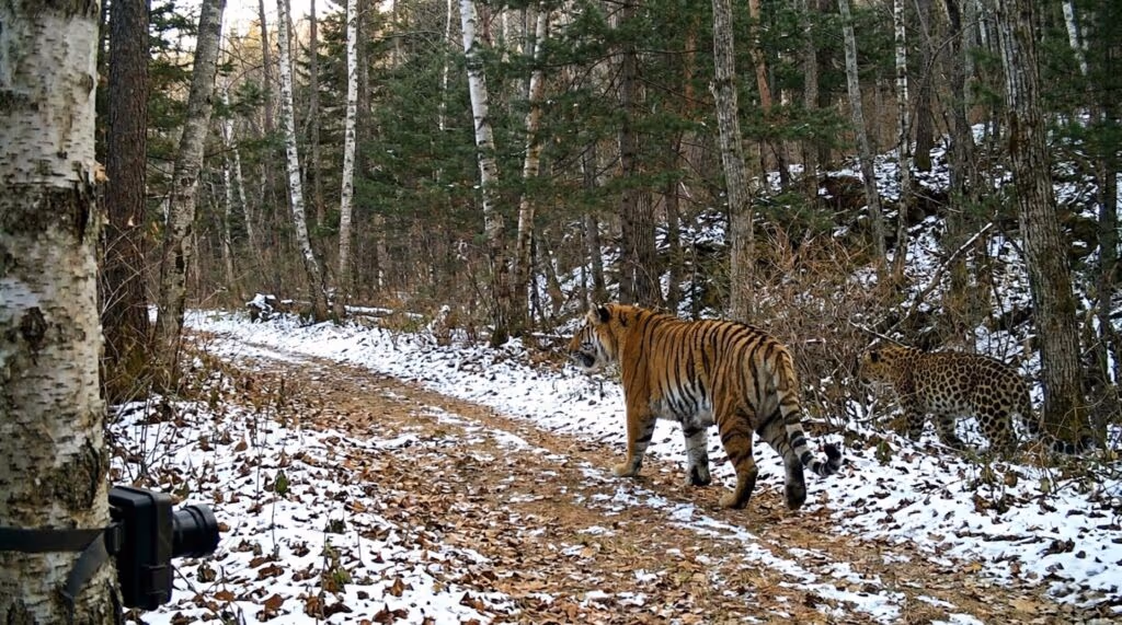 Uma câmera escondida registra momento raro de um tigre-siberiano e um leopardo-de-amur na mesma trilha