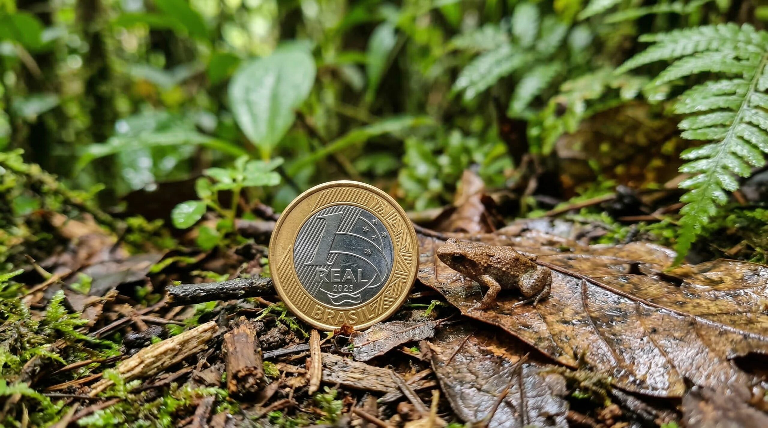 Esse minúsculo anfíbio da Mata Atlântica é menor que uma moeda de 1 real e aparece entre os menores vertebrados conhecidos