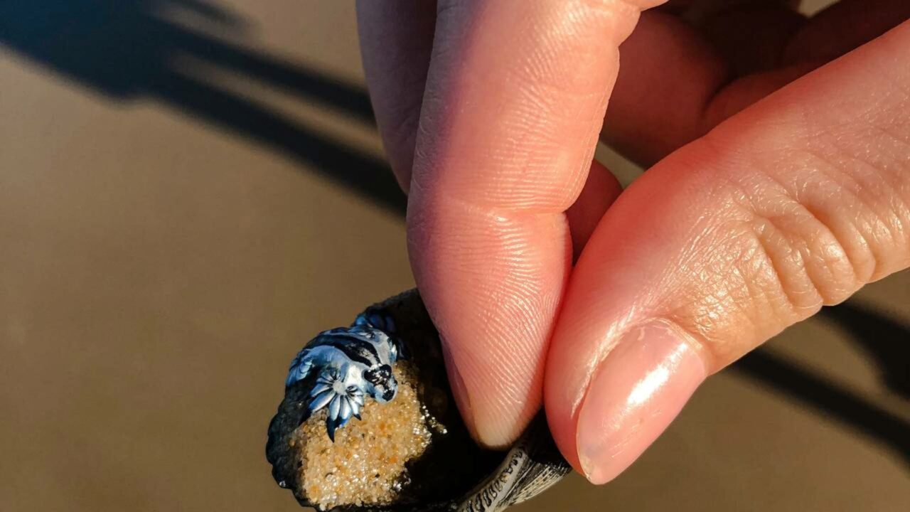 Dragão azul é responsável pelo fechamento de praias