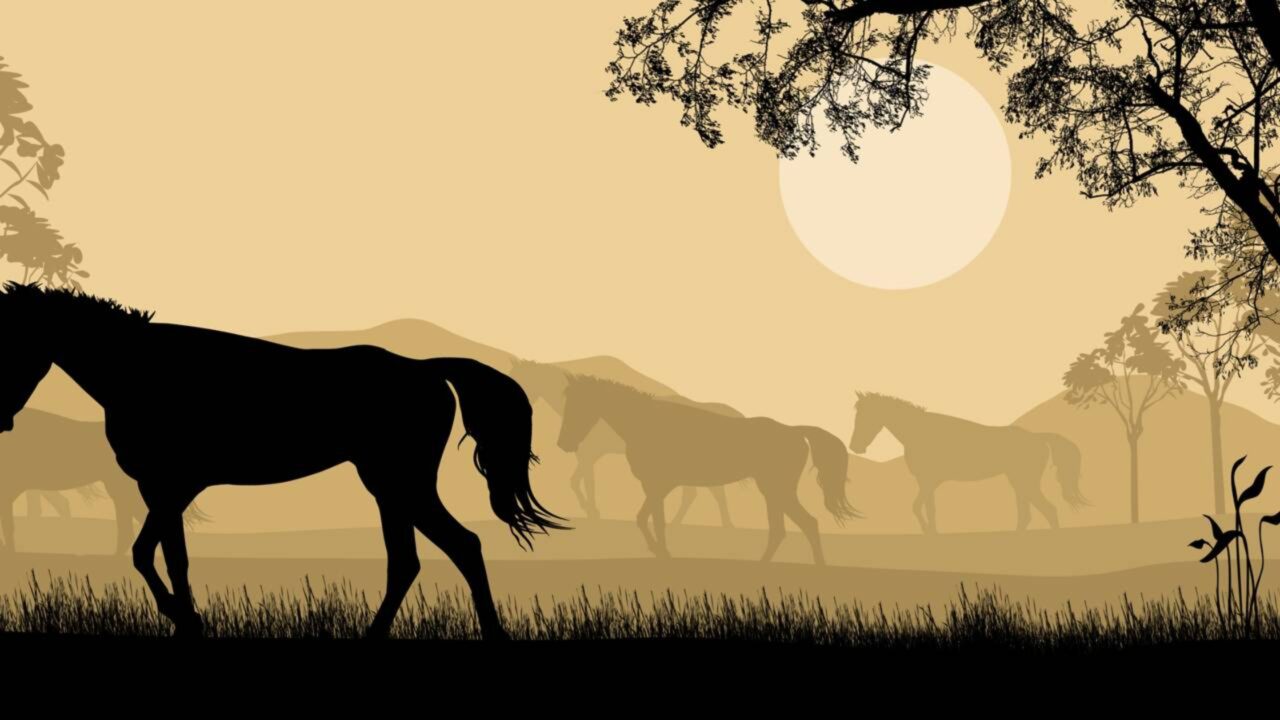 Homem constrói muro de 11 metros para proteger cavalos e acaba condenado após ação de entidades ambientais