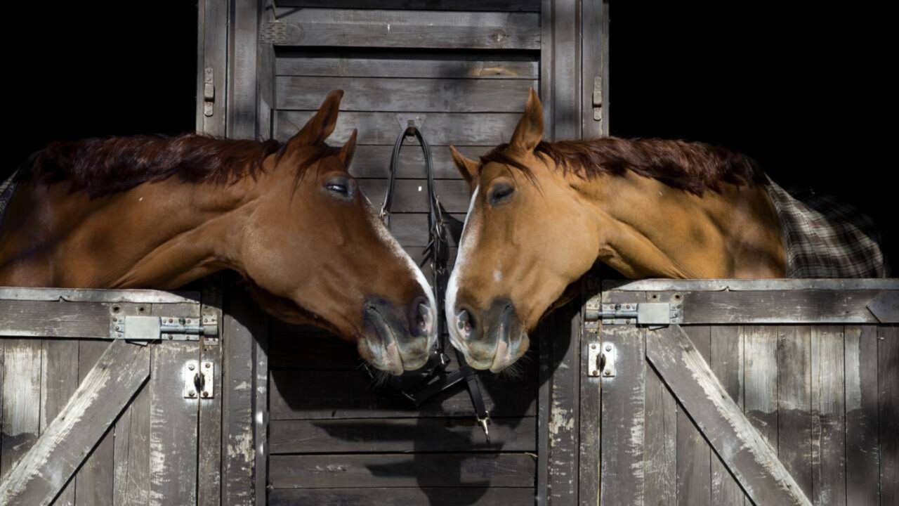 Homem constrói muro de 11 metros para proteger cavalos e é condenado após ação de entidades ambientais