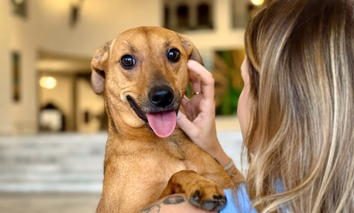 SP: como denunciar maus-tratos a animais