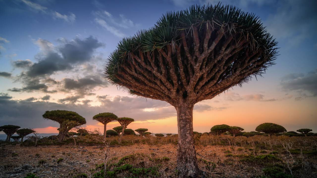 Ilha de Socotra é considerada um dos lugares mais estranhos do planeta