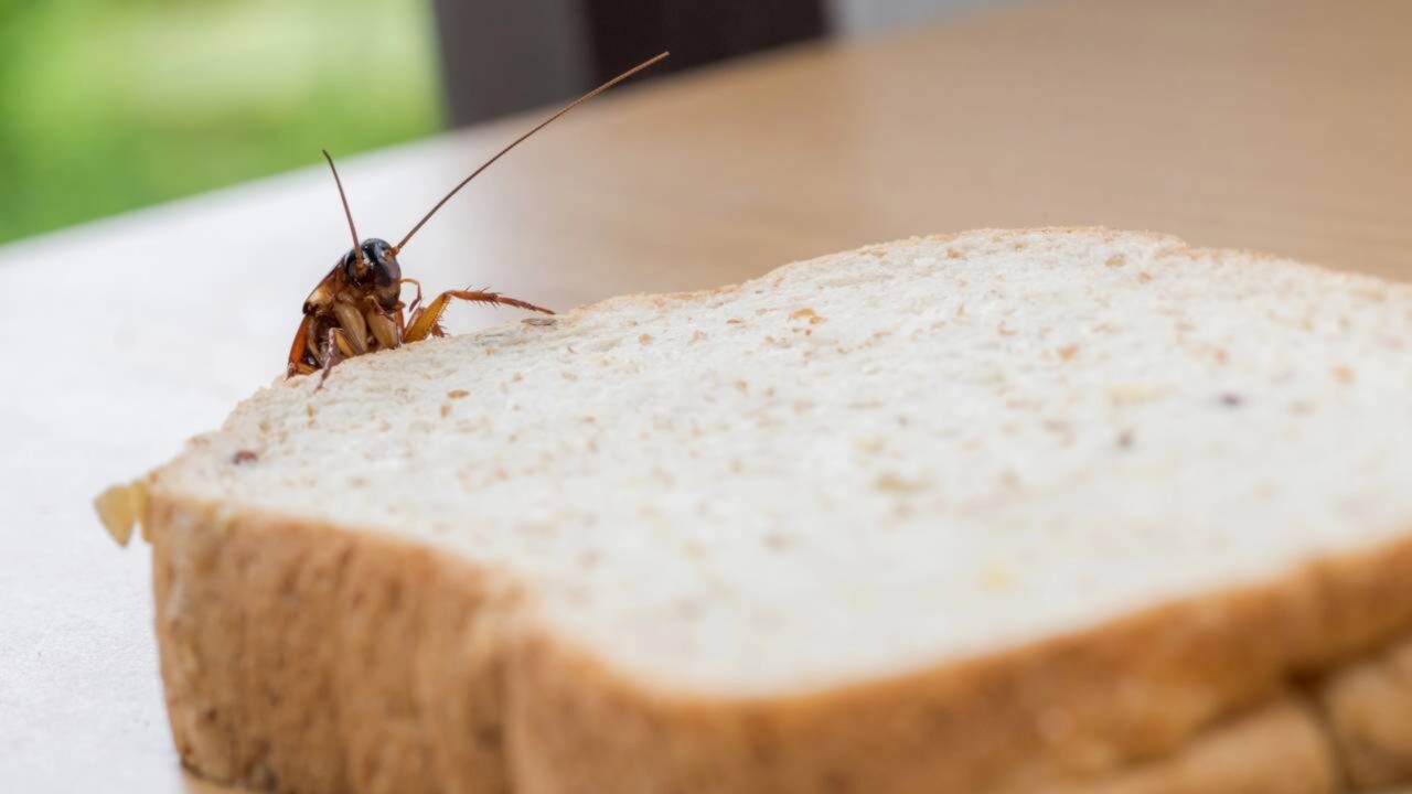 Infestação de baratas leva ao fechamento de panificadora e recolhimento de 11 toneladas de pão