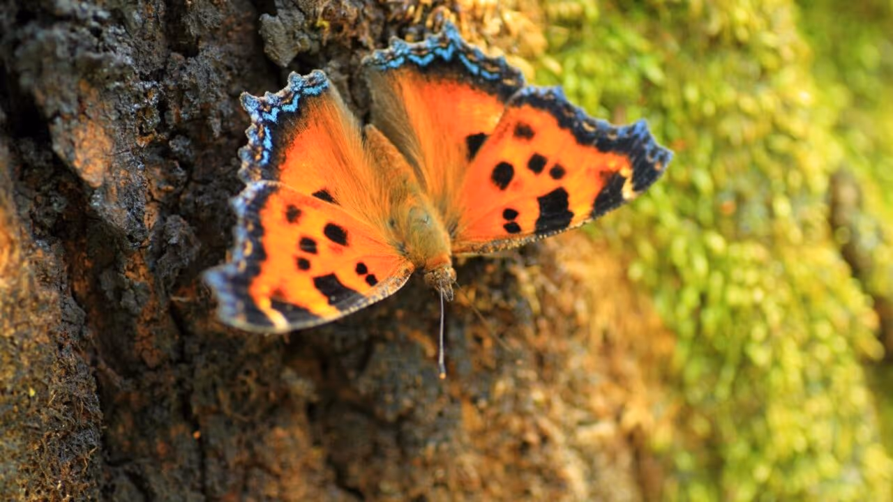 Borboleta grande-tartaruga é “ressuscitada” no Reino Unido