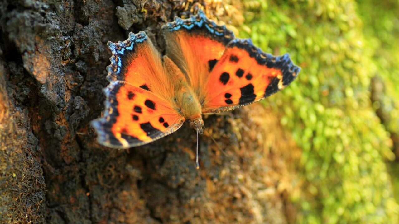 Borboleta grande-tartaruga é “ressuscitada” no Reino Unido