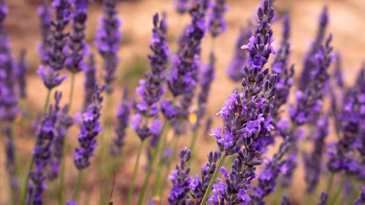 12 Plantas que espantam mosquitos e podem ajudar a deixar sua casa mais protegida naturalmente
