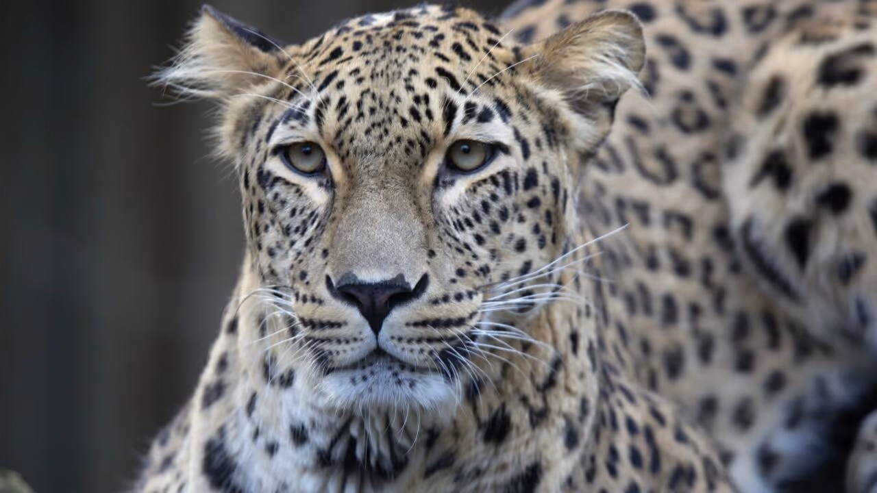 Leopardos persas ameaçados de extinção retornam a nação mais reclusa da Ásia Central