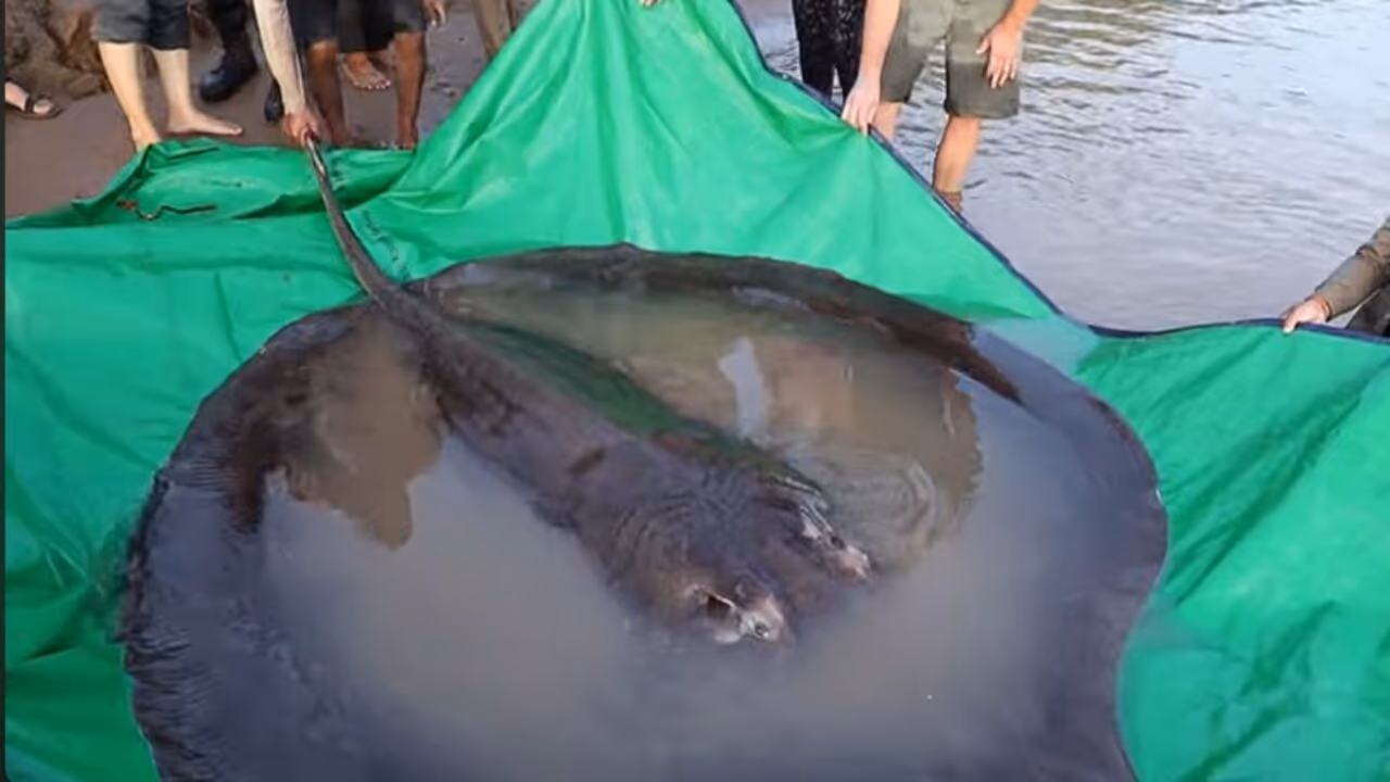 Maior peixe de rio do mundo pesa incríveis 300kg e tem cerca de 4 metros