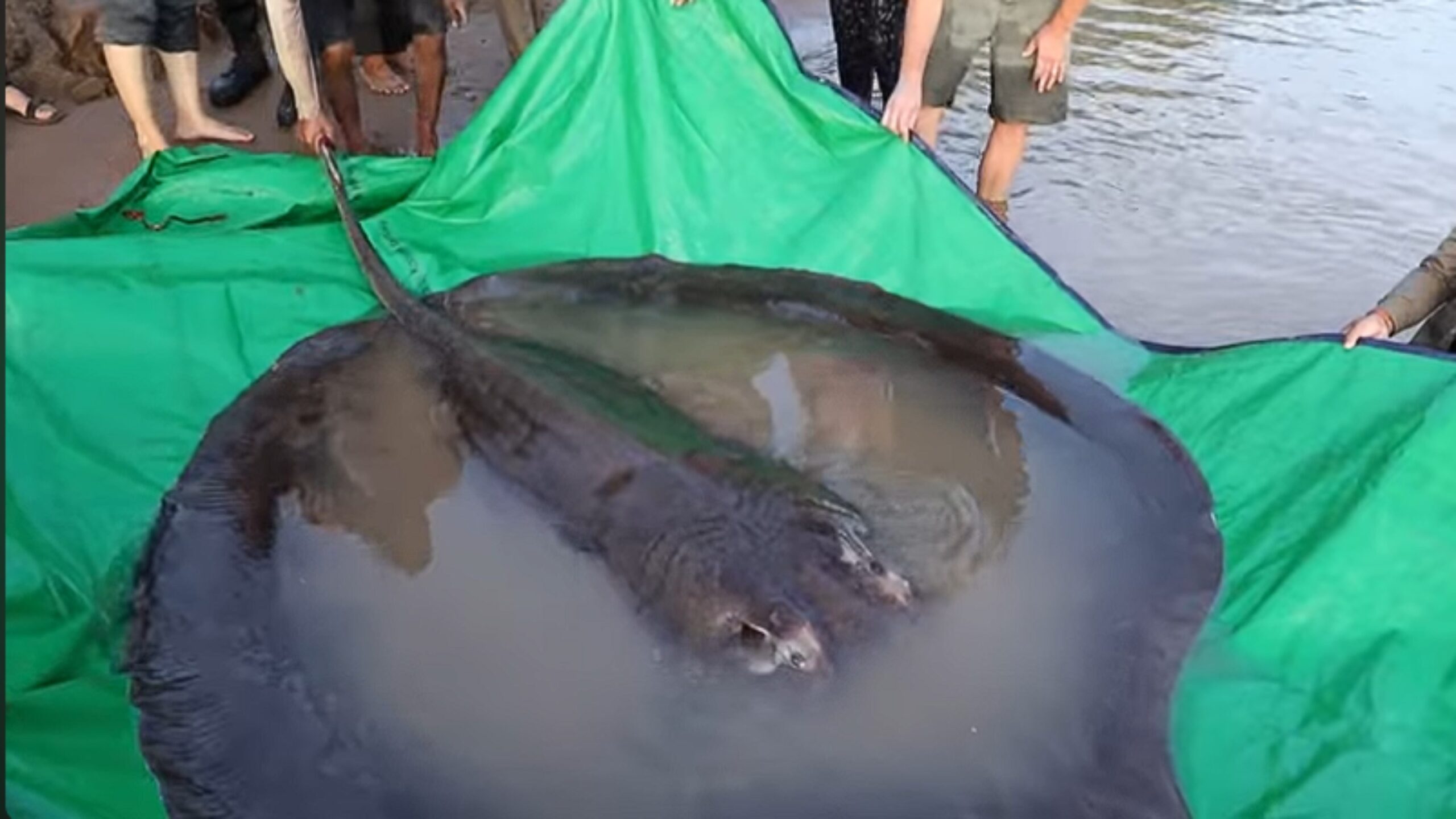 Maior peixe de rio do mundo pesa incríveis 300kg e tem cerca de 4 metros