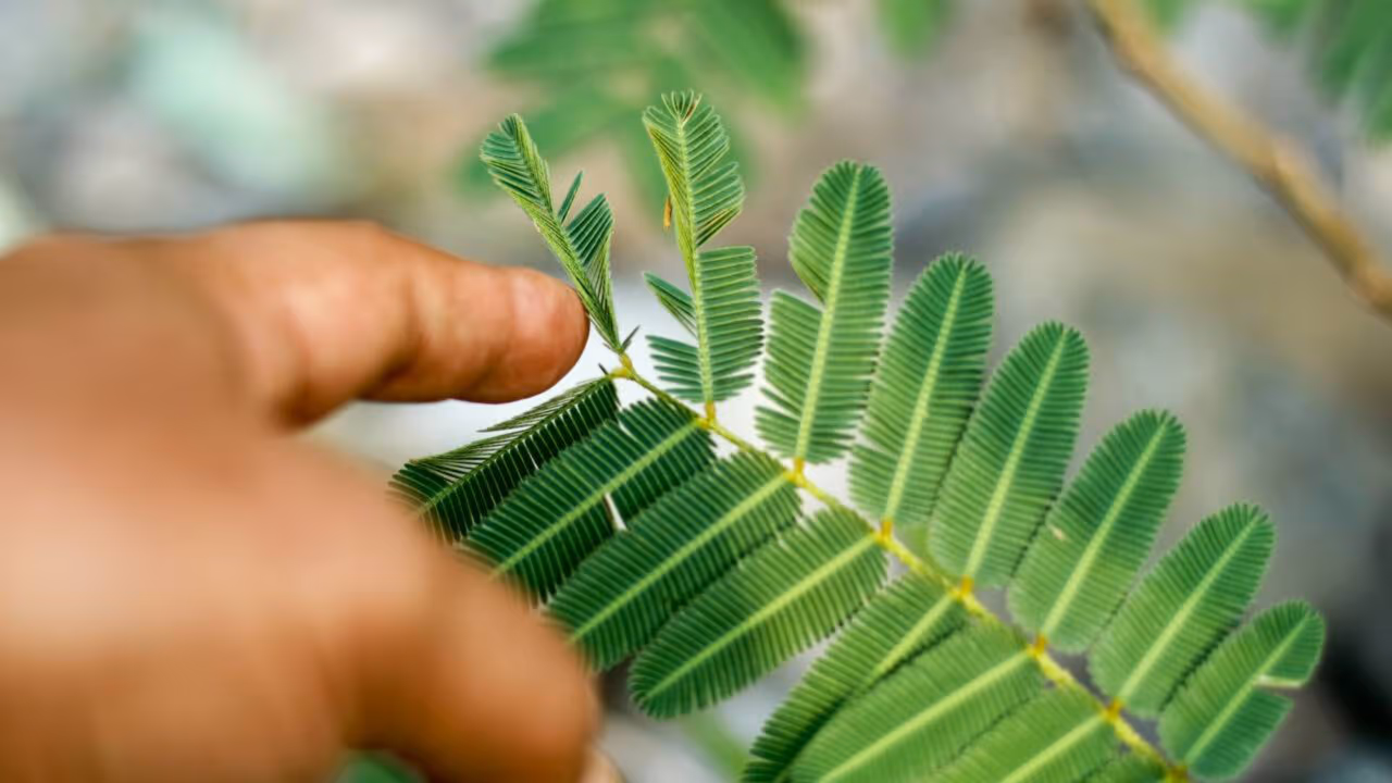 A planta que se fecha quando toca está intrigando quem descobre esse fenômeno curioso da natureza