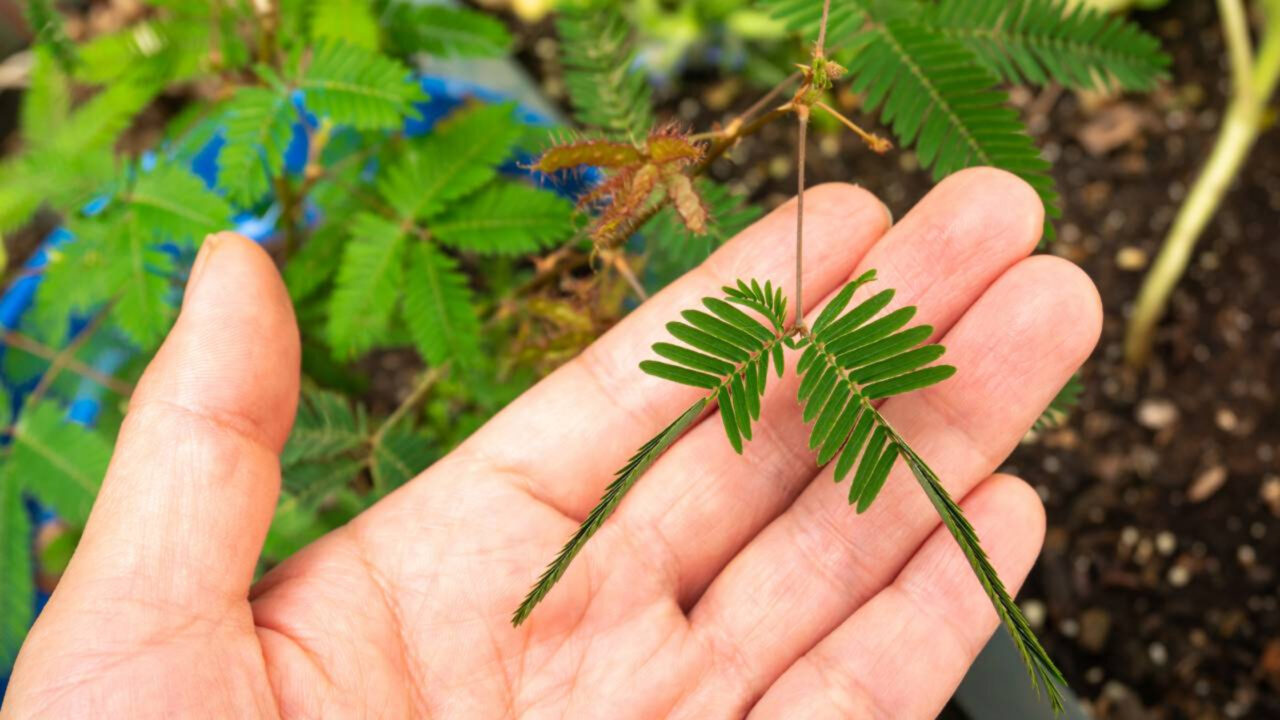 A planta que se fecha quando toca está intrigando quem descobre esse fenômeno curioso da natureza