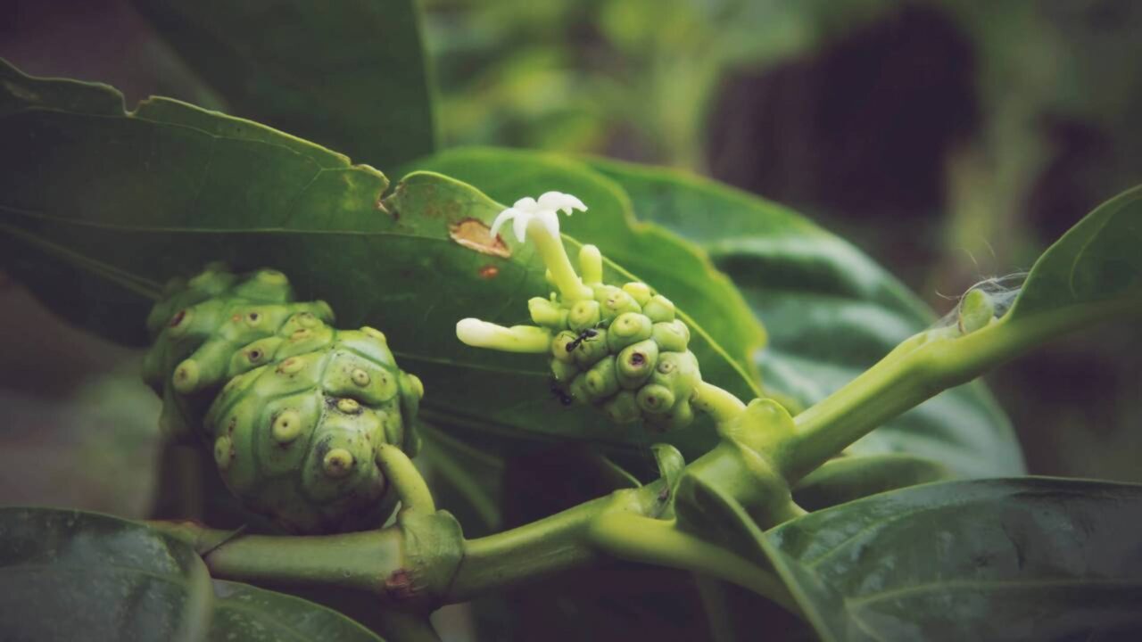 Morinda citrifolia