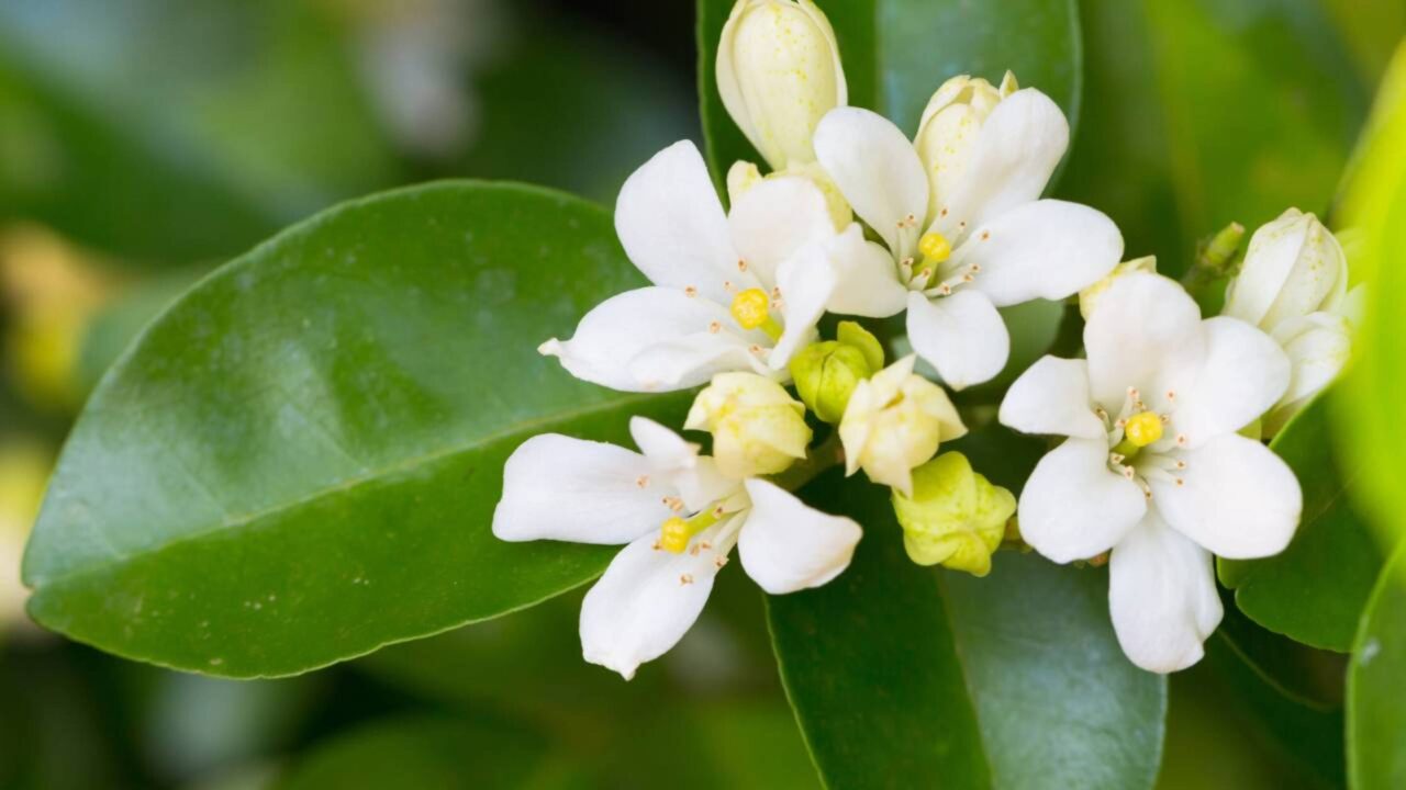 Plantas proibidas no Brasil que muita gente nem imagina que não podem ser cultivadas