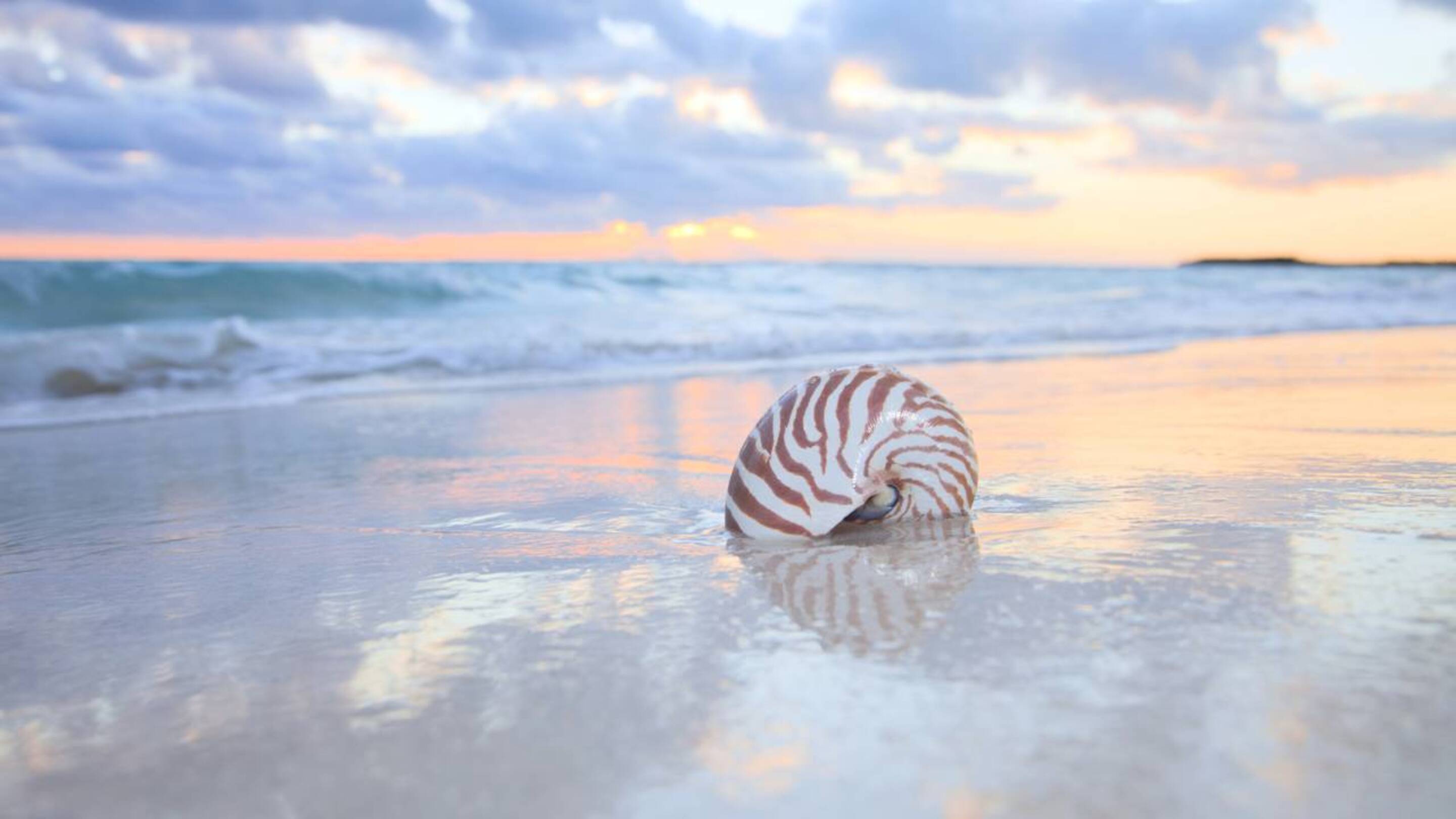 Fóssil “ressuscita” após 15 anos e choca cientistas