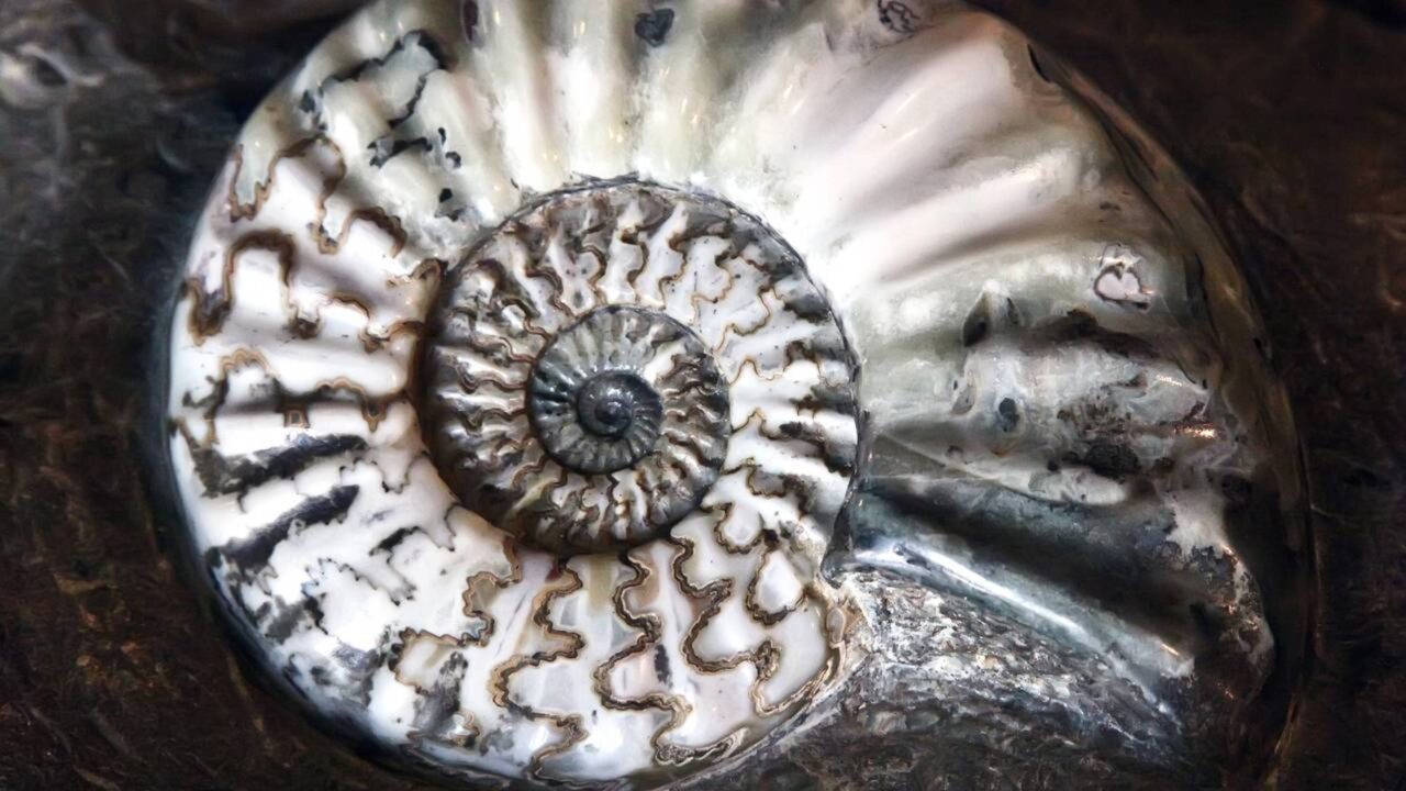 Fóssil "ressuscita" após 15 anos e choca cientistas