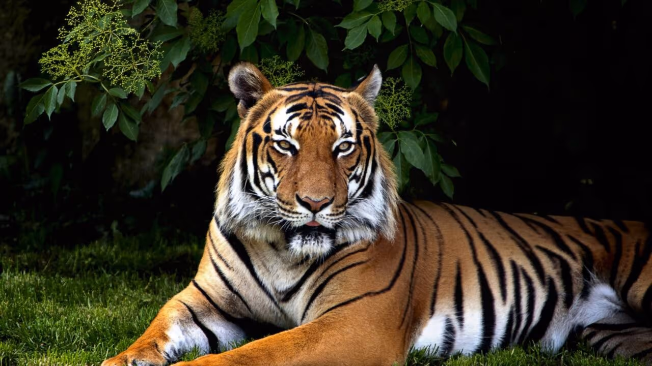 Números de tigres resgatados pelo mundo aumenta e Rússia lidera ranking